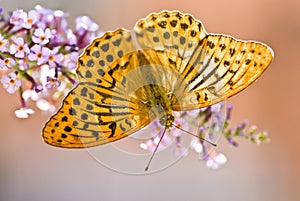 Macro of butterfly, Argynnis paphia