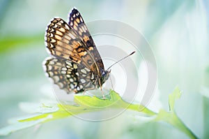 Macro of a butterfly on a blade of grass.