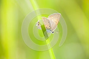 Macro of a butterfly on grass blade