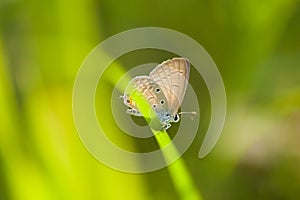 Macro of a butterfly on grass blade