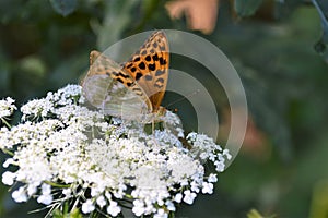 Macro butterfly insect in nature during summer