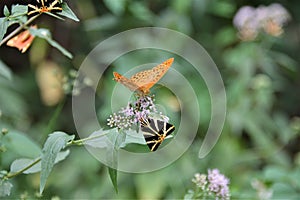 Macro butterfly insect in nature during summer