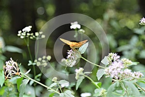 Macro butterfly insect in nature during summer