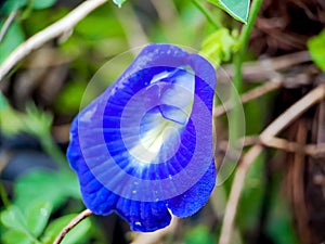 macro butterfly pea flower blue pea, bluebellvine, cordofan pea, clitoria ternatea with green leaves isolated on blur background.
