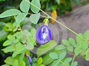 macro butterfly pea flower blue pea, bluebellvine, cordofan pea, clitoria ternatea with green leaves isolated on blur background.