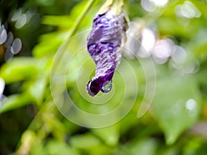 macro butterfly pea flower blue pea, bluebellvine, cordofan pea, clitoria ternatea with green leaves isolated on blur background.