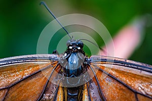 Macro of a butterfly\'s head and wings.