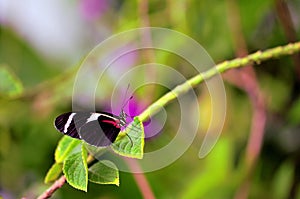 Macro butterfly, Sara Longwing in aviary