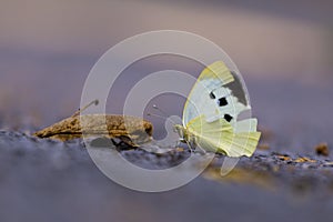 Macro of a butterfly seeking pollen