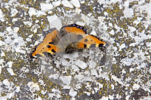 Macro of a butterfly seeking pollen