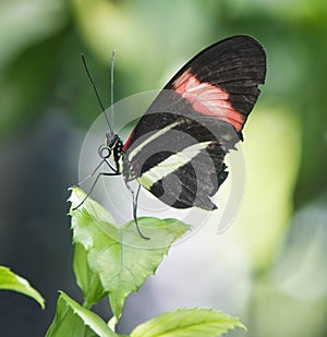 Macro Butterfly with Stamen