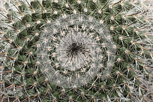 Macro Of A Cactus
