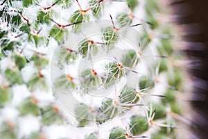 Macro of cactus