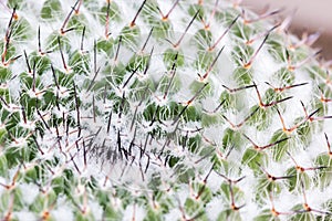 Macro of cactus