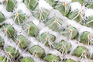 Macro of cactus