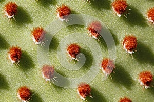 Macro cactus