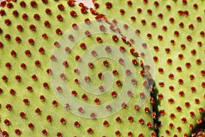 Macro cactus