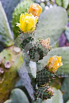 Macro of cactus blossomed flowers