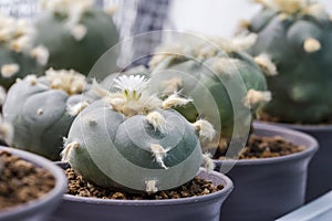 Macro cactus flower lophophora williamsii var. texana