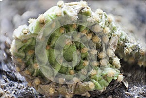Macro Cactus