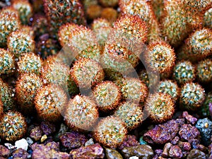 Macro cactus Mammillaria elongata rubra copper King ,Gold lace Cactus golden stars ,lady fingers desert plants