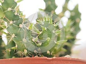 Cactus tree green trunk has sharp spikes around