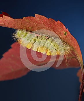 Macro of Calliteara pudibunda caterpillar under red leaf