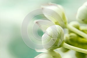 Macro calotropis milkweed flower photo