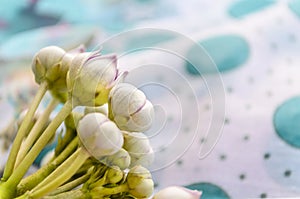 Macro calotropis milkweeds wild flower photo