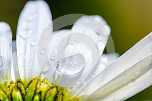 Chamomile flower with water drops, white petals after rain green background.