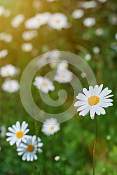 Macro of camomile flower