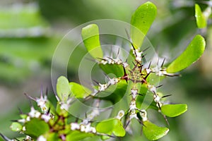 Macro of a candelabra cactus, Euphorbia lactea, selective focus photo