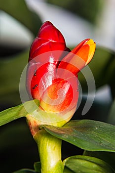 Macro cane red the seasonal