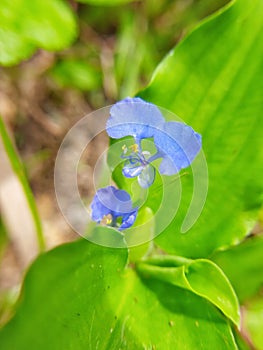 Macro capture of commelina benghalensis or commonly called gewor