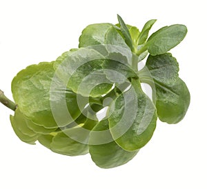 The macro captures a vibrant and shiny branch of Crassula ovata, the money plant, isolated on a white background.