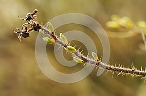 Macro card branch of roseship spring