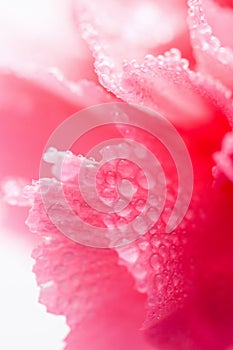 Macro of carnation flower with water droplets