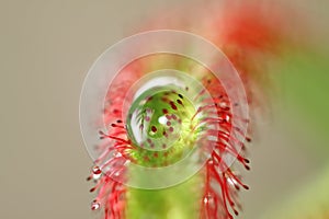 Macro of a carnivore plant