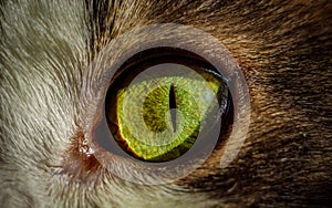 Macro cat`s eye. View of green and yellow colours of cat eye