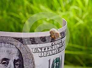 Macro of caterpillar gnaw banknote