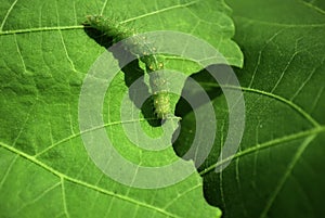 Macro Caterpillar on Leaf photo