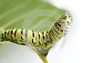 Macro of caterpillar on leaf