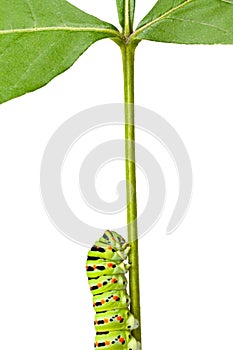 Macro of caterpillar on stem