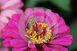 Macro of a Caucasian bee Apis mellifera collecting nectar on a b