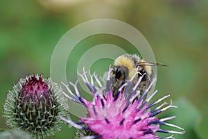 Macro of Caucasian bumblebee Bombus lucorum on purple blossom of