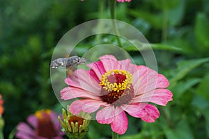 Macro of Caucasian butterfly Hemaris affinis roisterer collectin