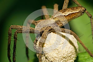 Macro of a caucasian caring spider of Lycosidae family with a yo photo