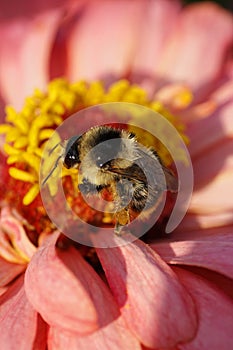 Macro of Caucasian fluffy striped bumblebee Bombus serrisquama o