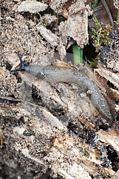 Macro of the Caucasian mollusk of the slug Arion ater crawling a