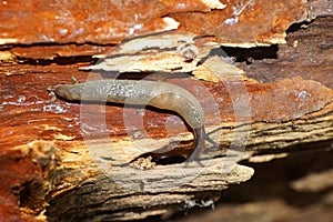 Macro of the Caucasian mollusk of the slug Arion ater on a rotten tree